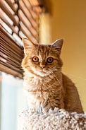 Domestic Cat