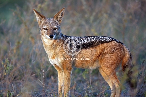Black Backed Jackal Black Backed Jackal