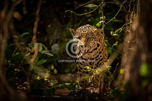 American jaguar in the nature habitat