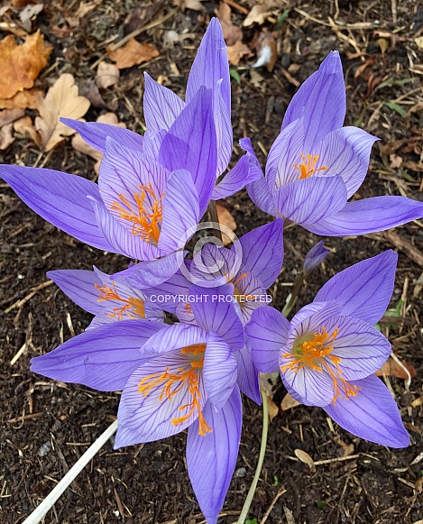 Purple Crocus flower with orange stamen Purple Crocus flower with orange stamen