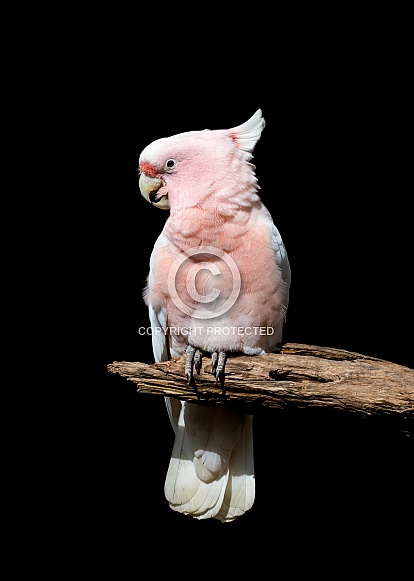 Pink Cockatoo
