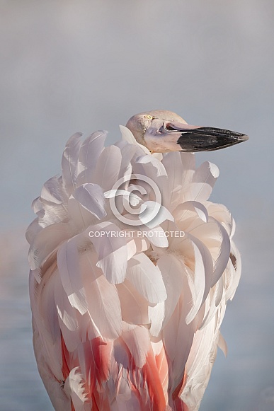 Flamingo portrait Flamingo portrait
