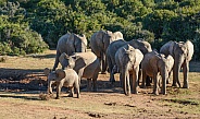 Family Soccer Match. African Elephant Group.