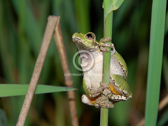 Gray Treefrog