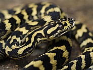 Jungle Carpet Python, Morelia chenyei