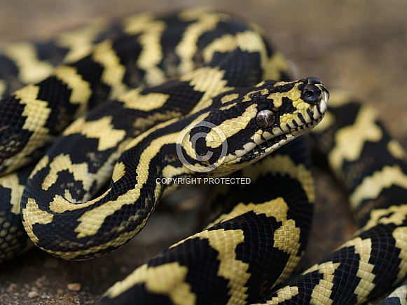 Jungle Carpet Python, Morelia chenyei