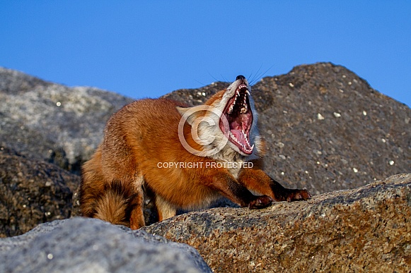 A fox on a rock