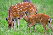 Doe grazing besides a young one