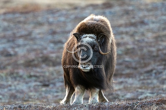 Young Alaskan Musk Ox