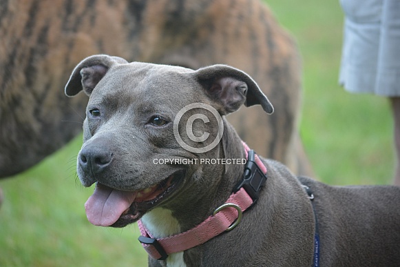 American Staffordshire Terrier American Staffordshire Terrier