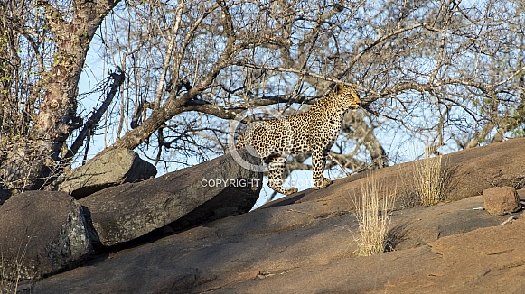 Leopard (Male)