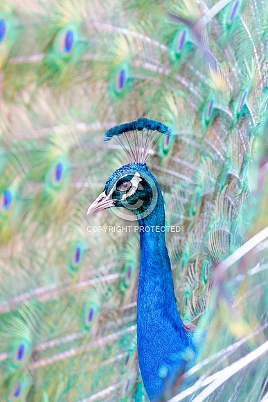 Peacock-In A Sea Of Feathers Peacock-In A Sea Of Feathers