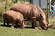 Rhino with calf