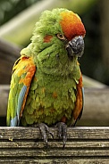 red Fronted Macaw