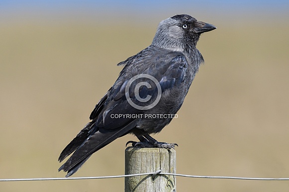 Jackdaw Jackdaw