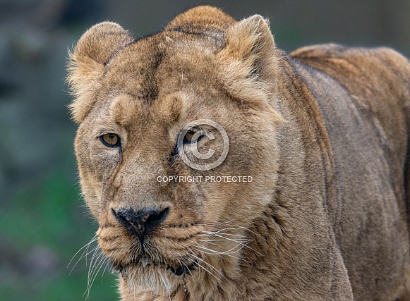 Lioness