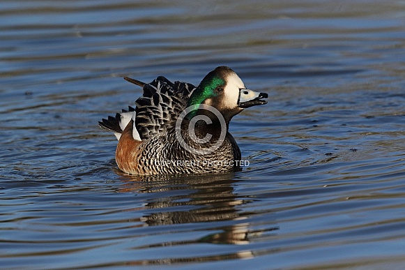 Chiloe Wigeon Chiloe Wigeon