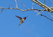 Male Hummingbird flying towards branches