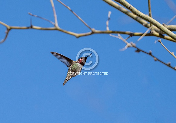 Male Hummingbird flying towards branches