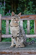 Savannah Cat