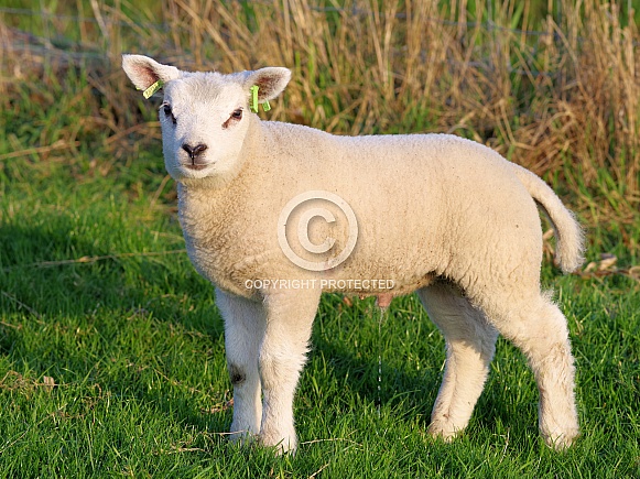 Texel sheep