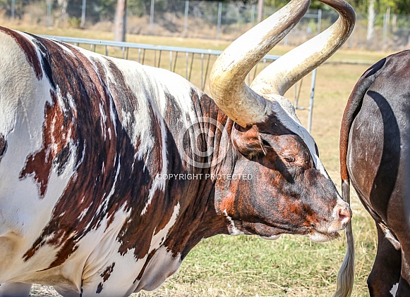 Ankole Watusi African cattle