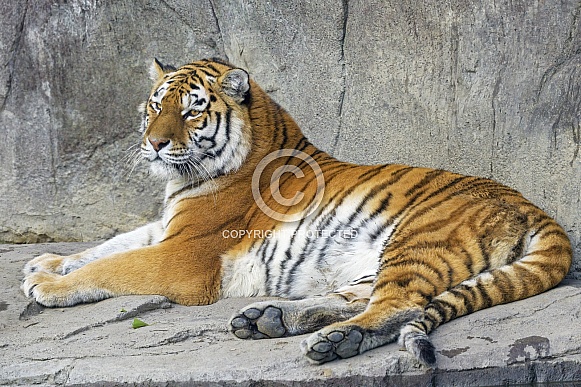 Amur Tiger Amur Tiger