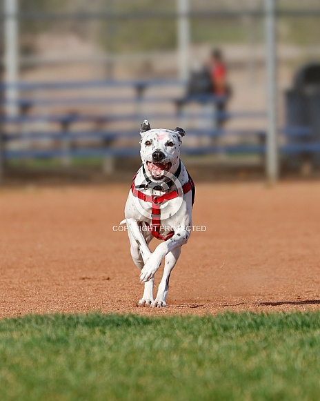 Happy Dalmatian mix dog smiling and running towards the camera Happy Dalmatian mix dog smiling and running towards the camera
