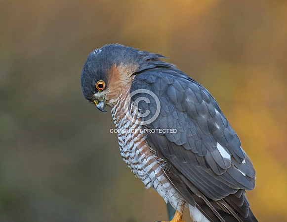 Sparrowhawk