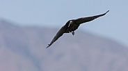 White Faced Ibis, Plegadis chihi