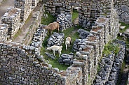 Llama - Machu Picchu - Peru