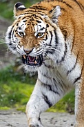 Irritated tigress