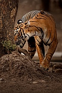 Beautiful tiger in the nature habitat. Tiger pose in amazing light. Wildlife scene with wild animal. Indian wildlife. Indian tiger. Panthera tigris tigris.