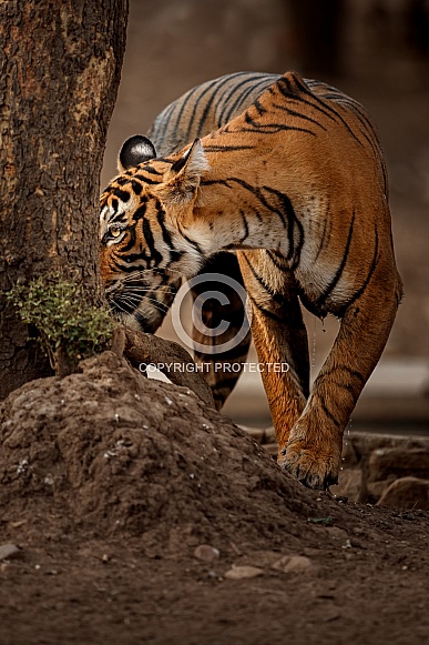 Beautiful tiger in the nature habitat. Tiger pose in amazing light. Wildlife scene with wild animal. Indian wildlife. Indian tiger. Panthera tigris tigris.