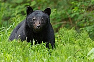 Black Bear and cubs