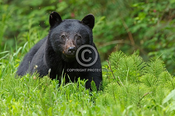 Black Bear and cubs