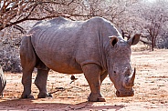 White Rhino (wild)