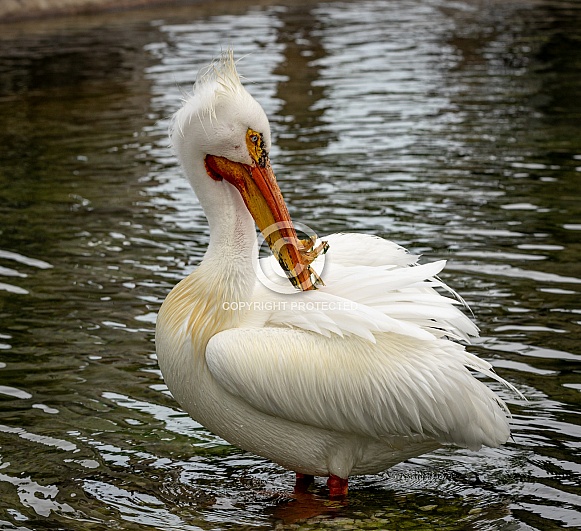 American White Pelican in water