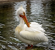 American White Pelican in water