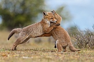 Red fox cubs in there natural habitat