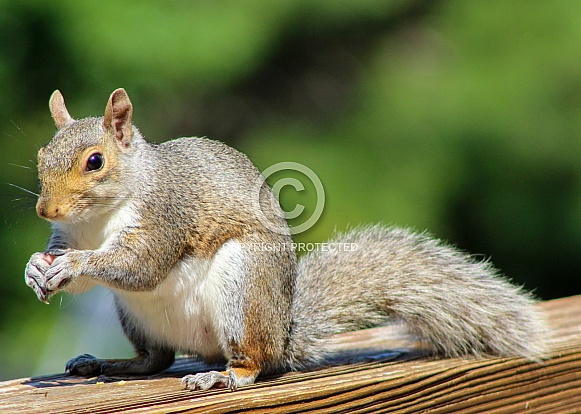 Squirrel