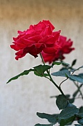 Deep Pink Velvet Rose