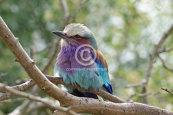 Lilac Breasted Roller Lilac Breasted Roller