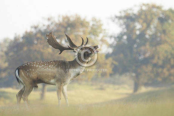 Fallow Deer Stag Fallow Deer Stag