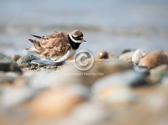 Ringed Plover