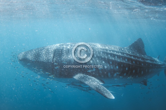 Whale Shark