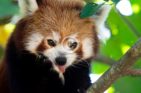 Red Panda