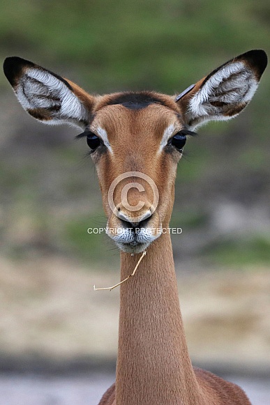 Impala