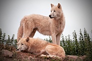 Two Arctic Wolves Together