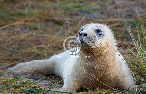 Grey Seal Pup Grey Seal Pup
